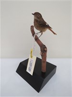 藏品(黃尾鴝)的圖片